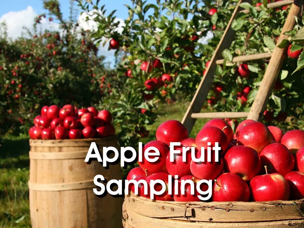 Apple fruit sampling guidelines for quality evaluation and laboratory analysis