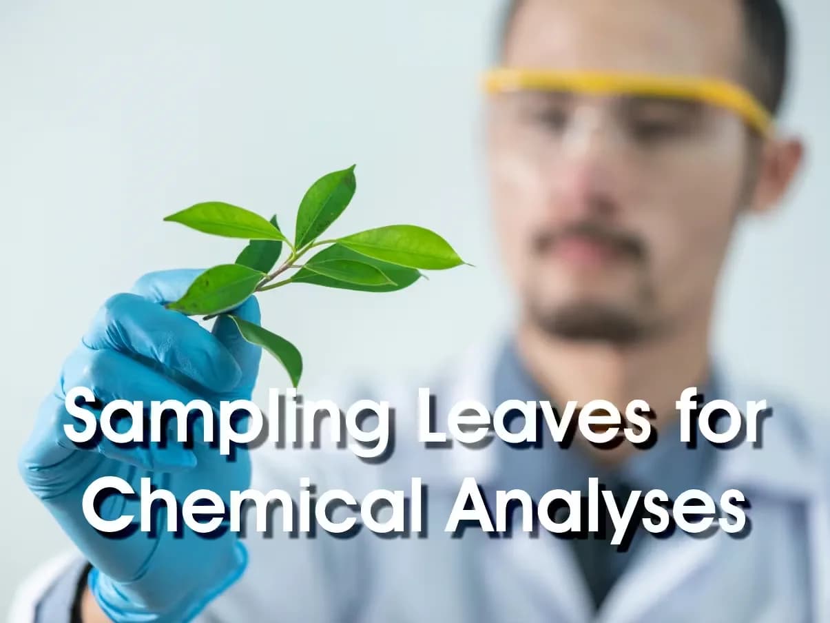 Guide to sampling leaves for chemical analyses