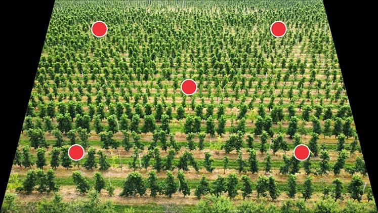 Figure 1 — representative tree selection layout for fruit sampling in an orchard