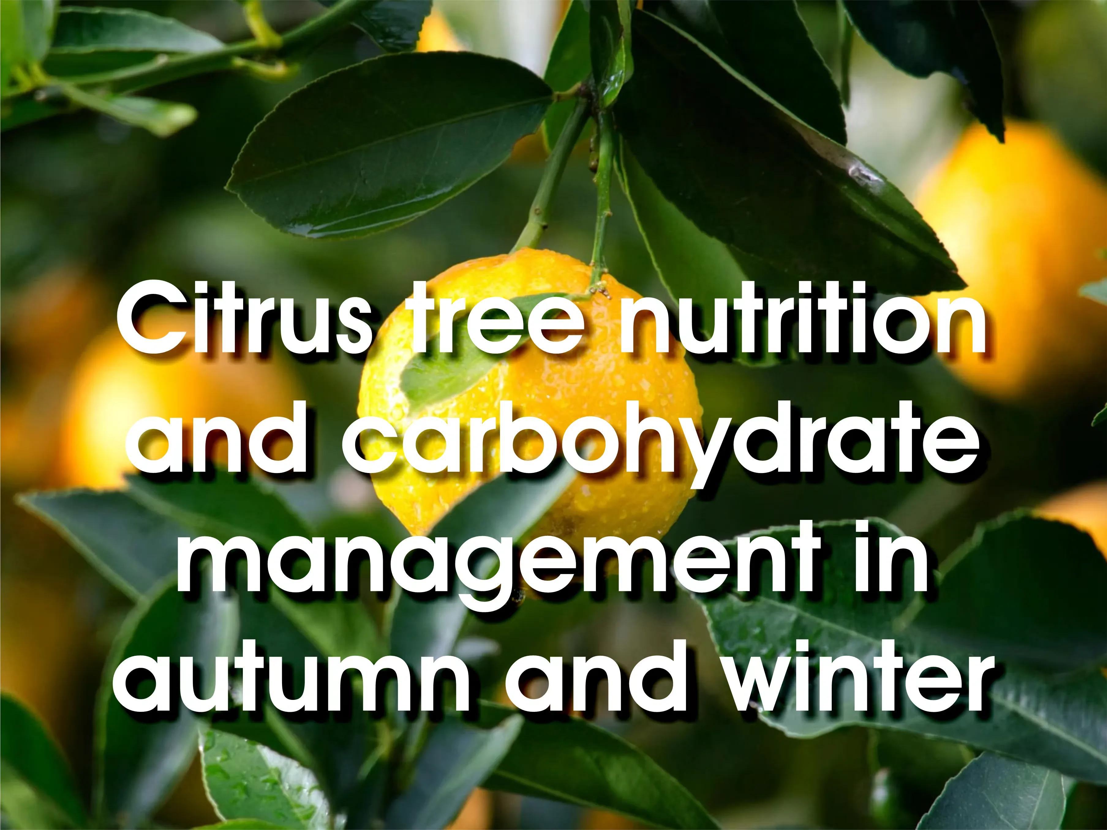Citrus Tree Nutrition and Carbohydrate management in autumn and winter