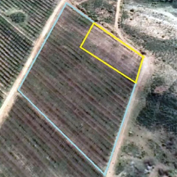 Lugfoto wat verskille in groeikrag en grondtipe in 'n wingerdblok toon