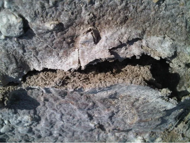 Soil crust formation from high RSC or SAR irrigation water causing poor infiltration