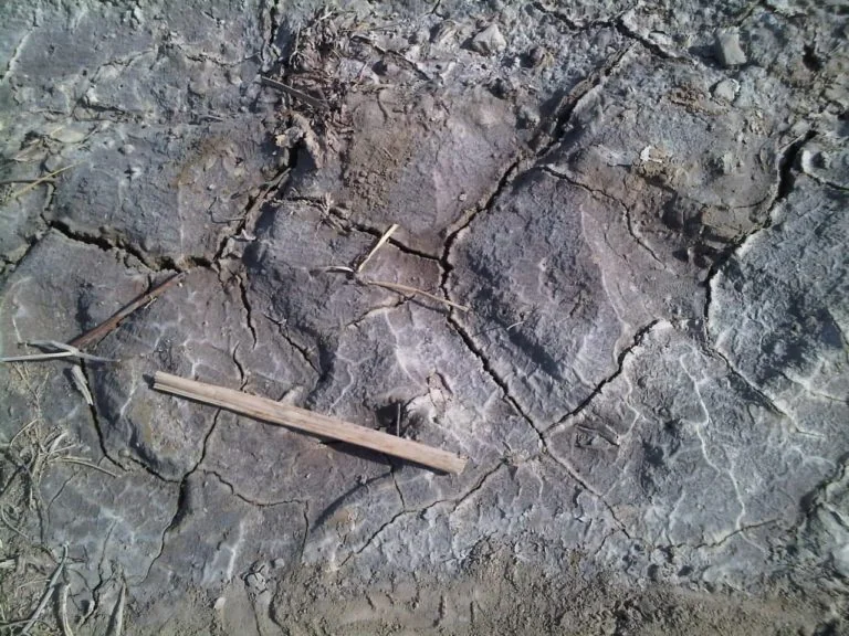 Soil crust formation from high-sodium irrigation water