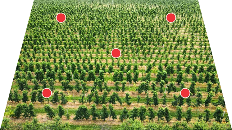 Figure 1 — representative tree selection layout for fruit sampling in an orchard