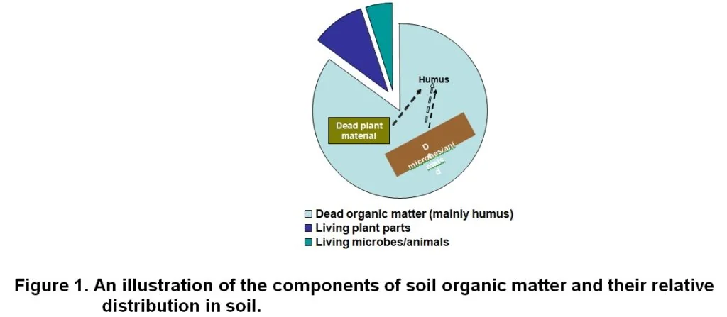 Diagram of soil organic matter composition including humus and fresh material