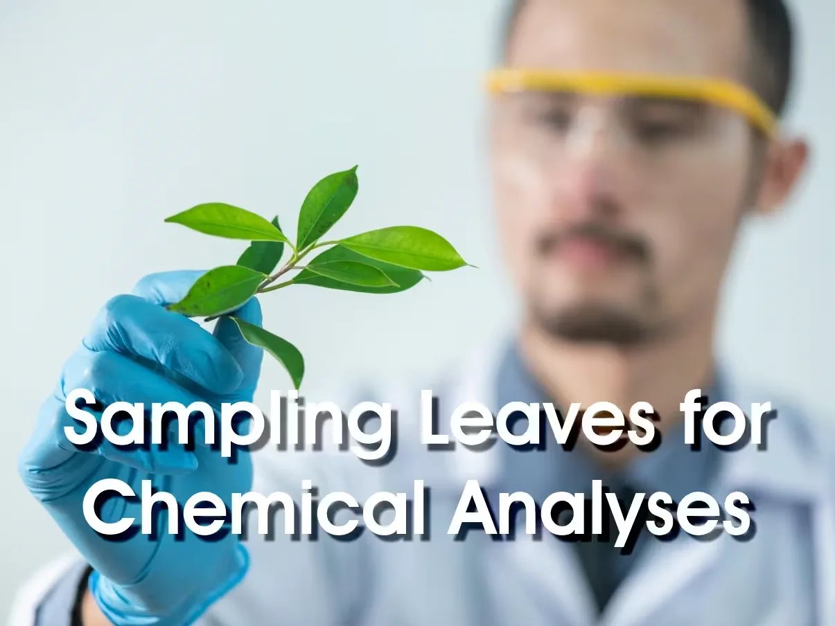 Sampling Leaves for Chemical Analyses
