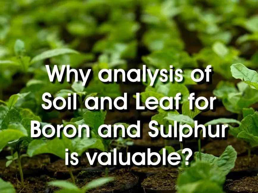 Why analysis of Soil and Leaf for Boron and Sulphur is valuable?